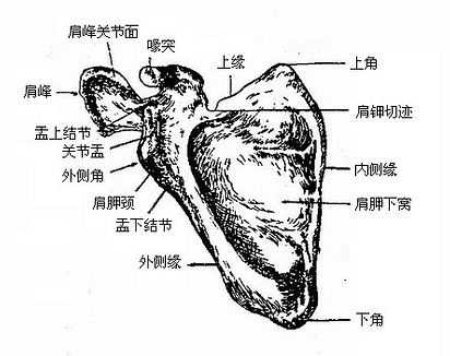 肩胛骨（前面）