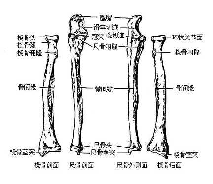 桡骨和尺骨