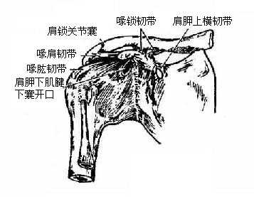 肩关节