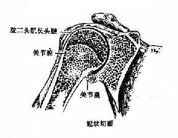 肩关节