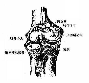 肘关节（前面）