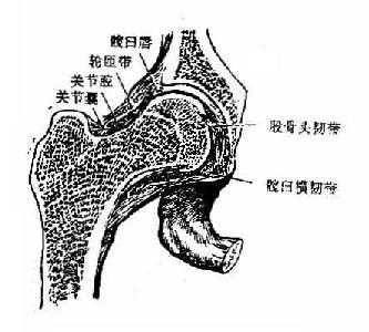 髋关节（冠状切面）