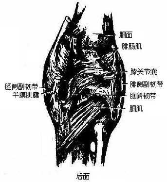膝关节
