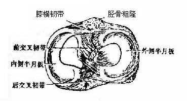 膝关节半月板（上面）
