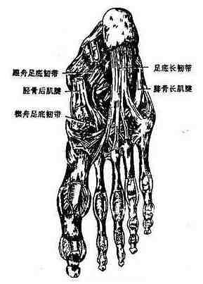 足底主要韧带