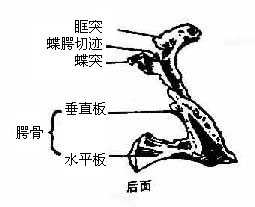 腭骨