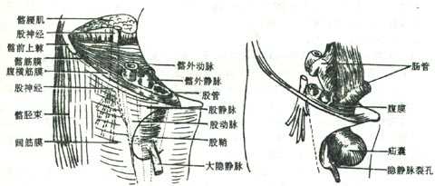 股鞘、股疝