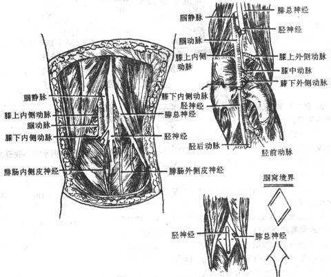 ?N窝及其内容