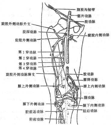 膝关节周围动脉网