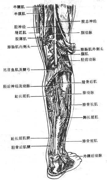 ?N窝和小腿后面深层