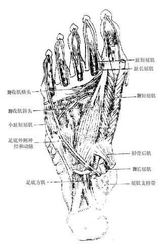 足底第三、四层肌和足底外侧神经