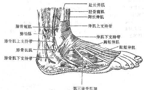 外踝和足背外侧面