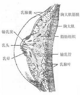 乳房矢状切面