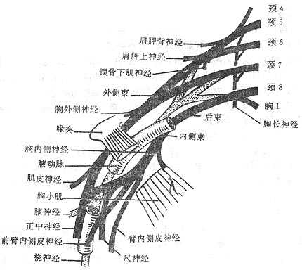 臂丛及其与腋动脉的关系