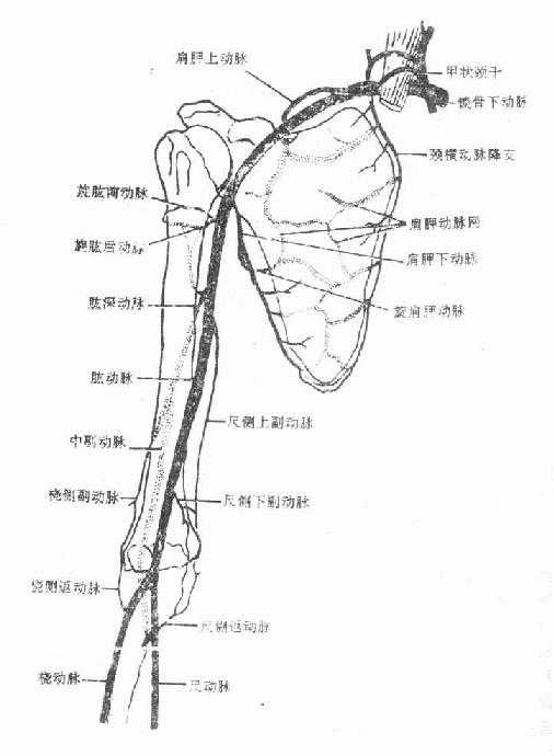 肩胛动脉网和肘关节周围动脉网