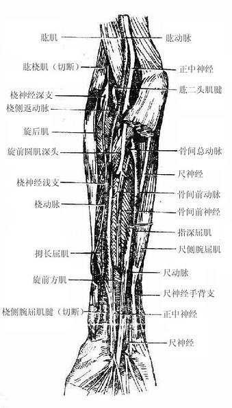前臂前区深层结构