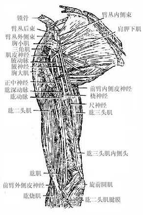 臂前内侧的结构