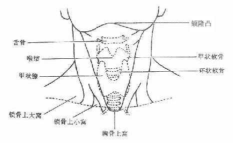 颈部的体表标志