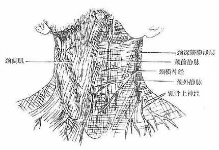 颈阔肌及颈部浅层结构