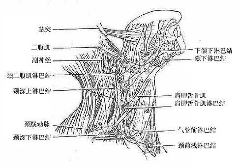 颈深淋巴结群