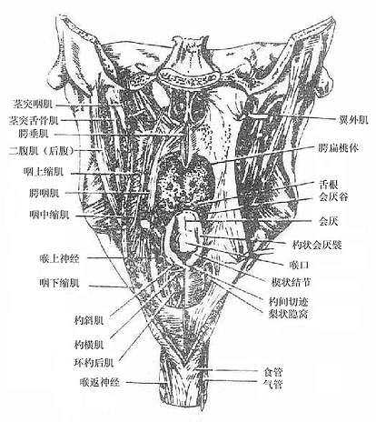 咽的后面观