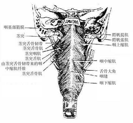 咽部肌（后面观）