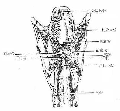 喉腔额状断面