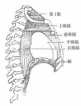 纵隔的分部