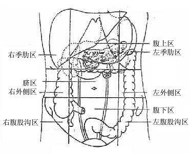 腹部的分区
