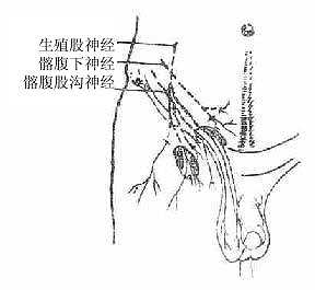 腹股沟区的神经