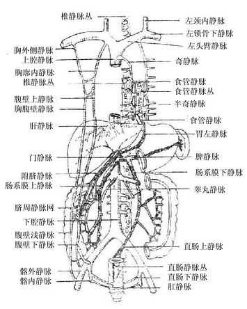 门静脉和上、下腔静脉系间的吻合