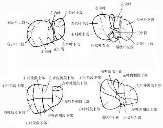 肝叶、肝段横式图