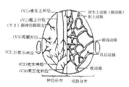 颅顶部的血管、神经