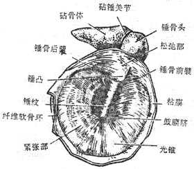 鼓膜（右）