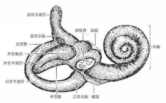 骨迷路