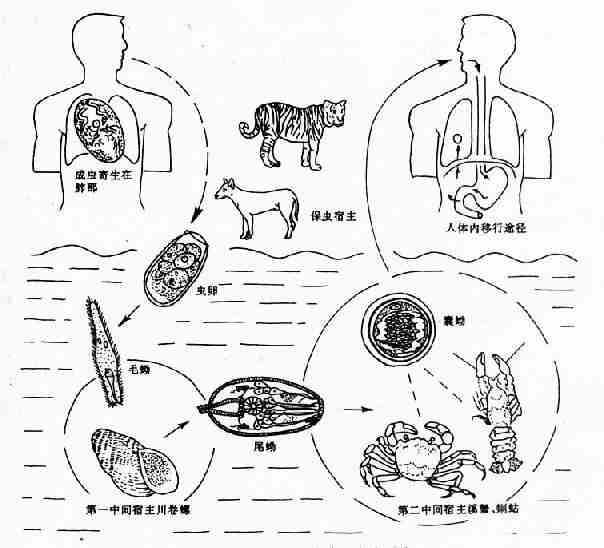 卫氏并殖吸虫生活史