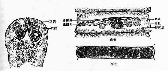 缩小膜壳绦虫成虫