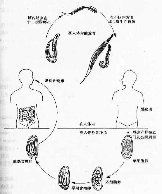 蛲虫生活史