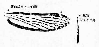 大劣按蚊