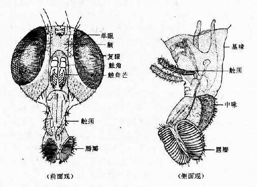 蝇头部