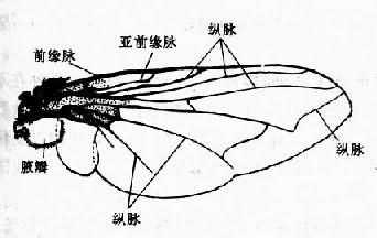 蝇翅
