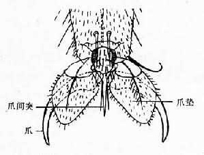 蝇足跗节末端