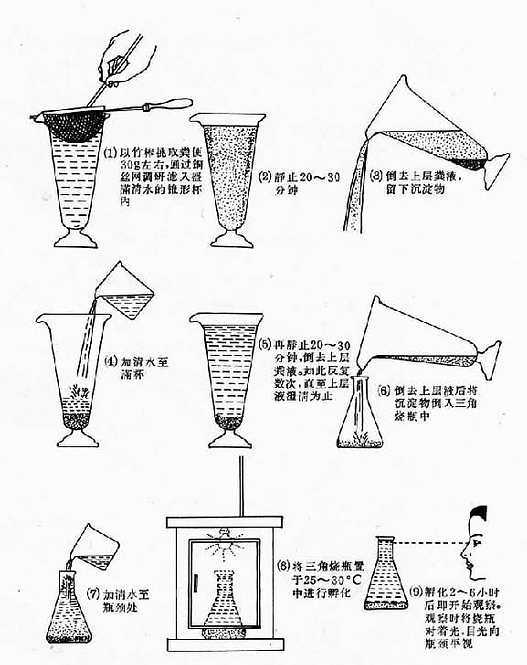 粪便沉淀及毛蚴孵化法