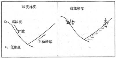 物质的主动转运和被动转运原理示意图