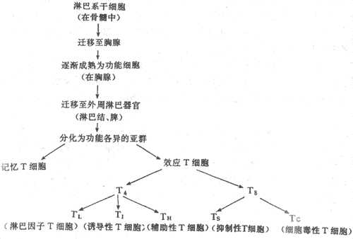 T细胞的成熟和分化
