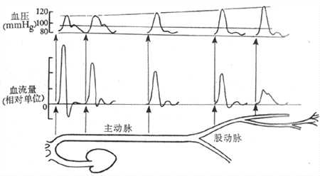主动脉和外周动脉的脉搏压、平均压和血流变化