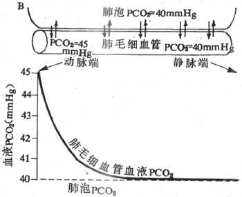 肺毛细血管血液从肺泡摄取O2（A）和向肺泡排出CO2（B）的过程