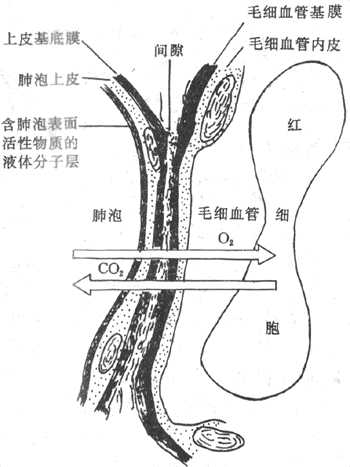 呼吸膜结构示意图