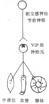 血管活性肠肽（VIP）能神经支配的设想图