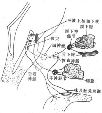 唾液腺的神经支配
